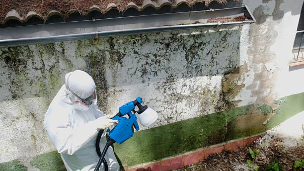 Top rated local Basement Mold Removal specialists in Springs, PA